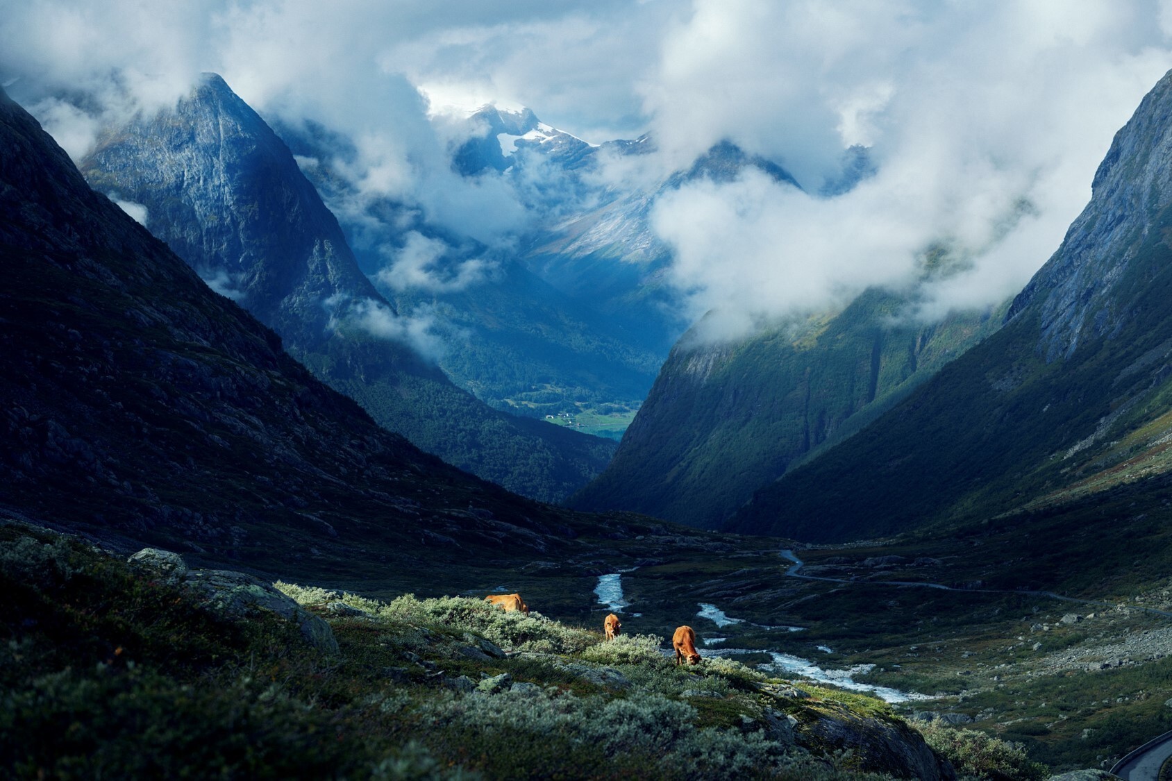 Cattle grazing along Gamle Strynefjellsveg, Norway